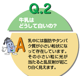 Q2：牛乳はどうして白いの？　乳中には脂肪やタンパク質が小さい粒上になって存在しています。その小さい粒に光が当たると乱反射が起こり白く見えます。