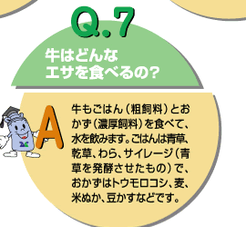 Q7：牛はどんなエサを食べるの？　牛もごはん（粗飼料）をおかず（濃厚飼料）を食べて、水を飲みます。ごはんは青草、乾草、わら、サイレージ（青草を発酵させたもの）で、おかずはトウモロコシ、麦、米ぬか、豆かすなどです。