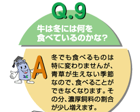 Q9：牛は冬には何を食べているのかな？　冬でも食べるものは変わりませんが、青草が生えない季節なので、食べることができなくなります。その分、濃厚飼料の割合が少し増えます。