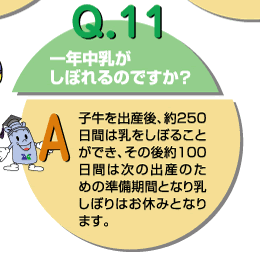 Q11：一年中乳がしぼれるのですが？　子牛をを出産後、約250日間は乳をしぼることができ、その後約100日間は次の出産のための準備期間となり乳しぼりはお休みとなります。