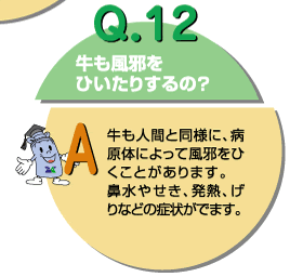 Q12：牛も風邪をひいたりするの？　牛も人間と同様に、病原体によって風邪をひくことがあります。鼻水やせき、発熱、げりなどの症状がでます。